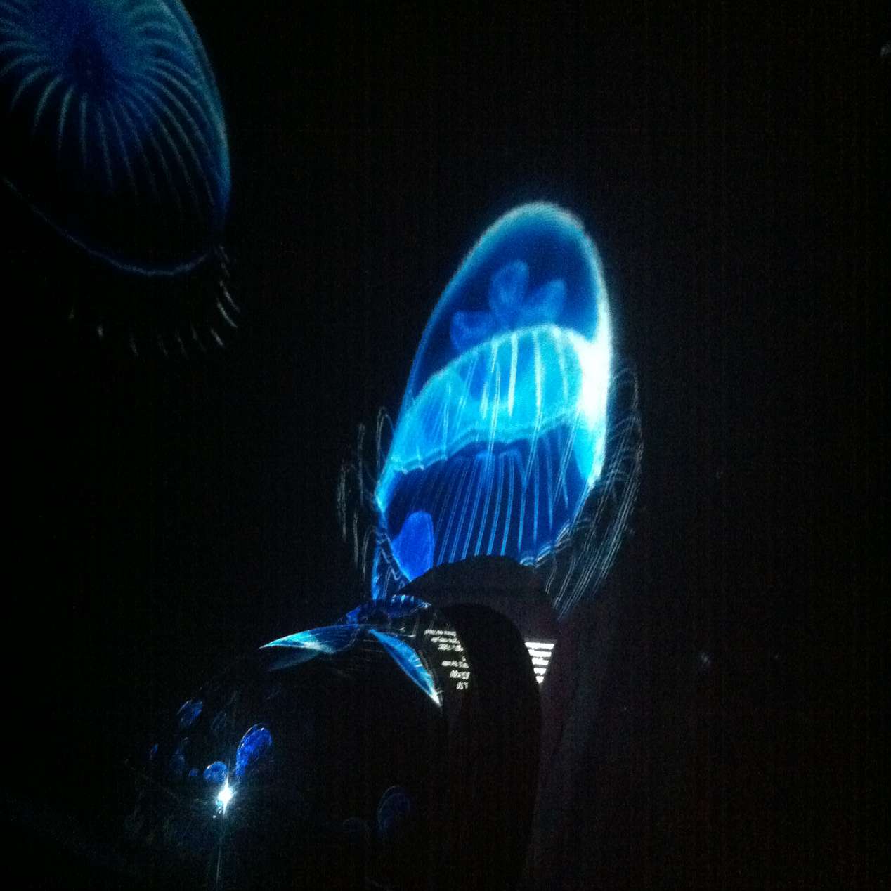25 show