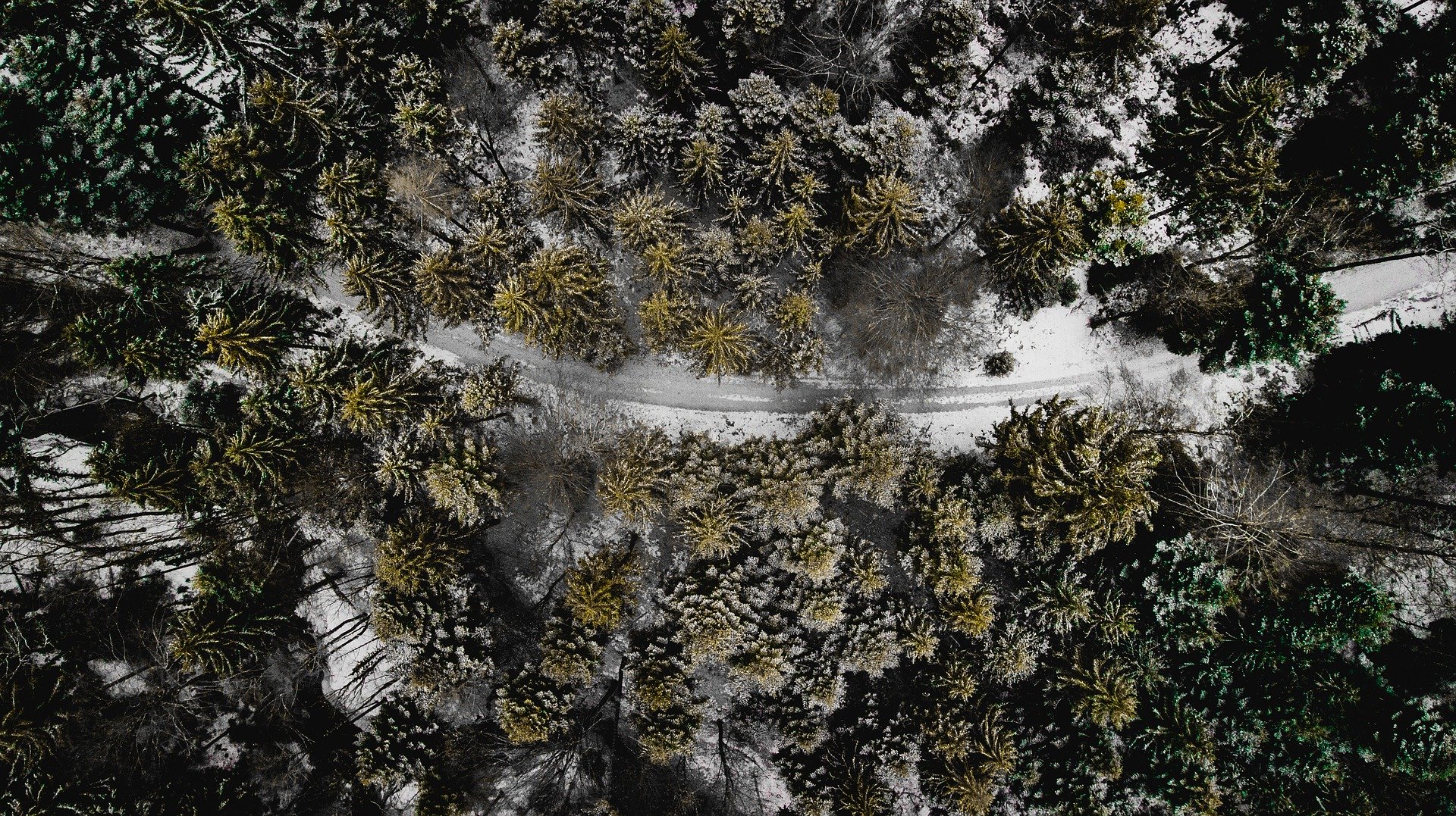 Tree topping Destruction