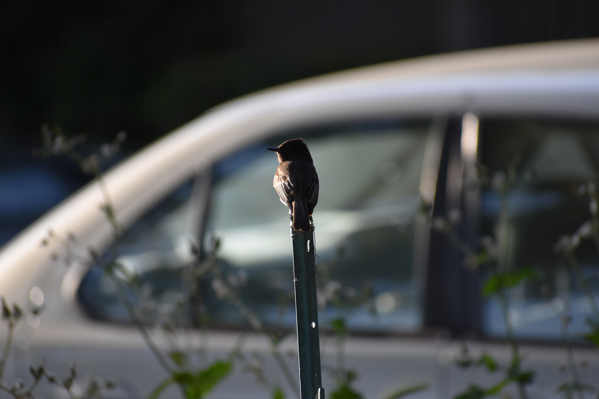 Машина bird. Машина с птичкой. Bird car.